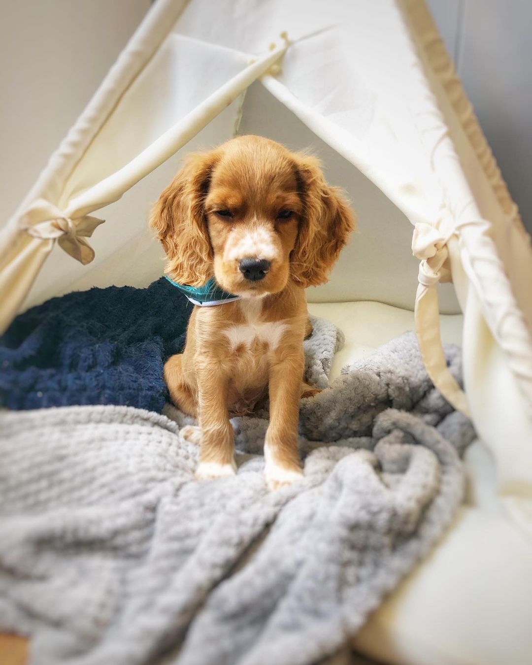 Ollie, cachorro hembra Cocker Spaniel